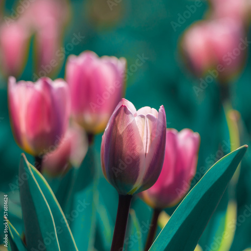 Amazing pink tulip flowers blooming in a tulip field, against the background ...