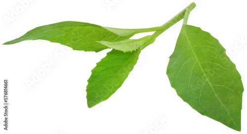 Gynura procumbens known as longevity spinach photo