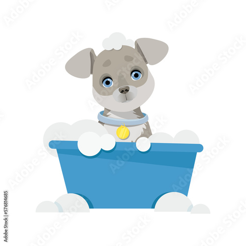 Gray dog sits washes in a bowl with bubbles