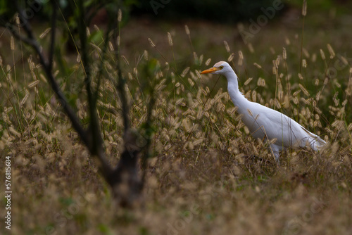 a Bubulcus ibis wandering among the reeds