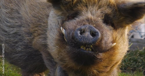 Close up of New Zealand Kune Kune Pig looking into the camera photo