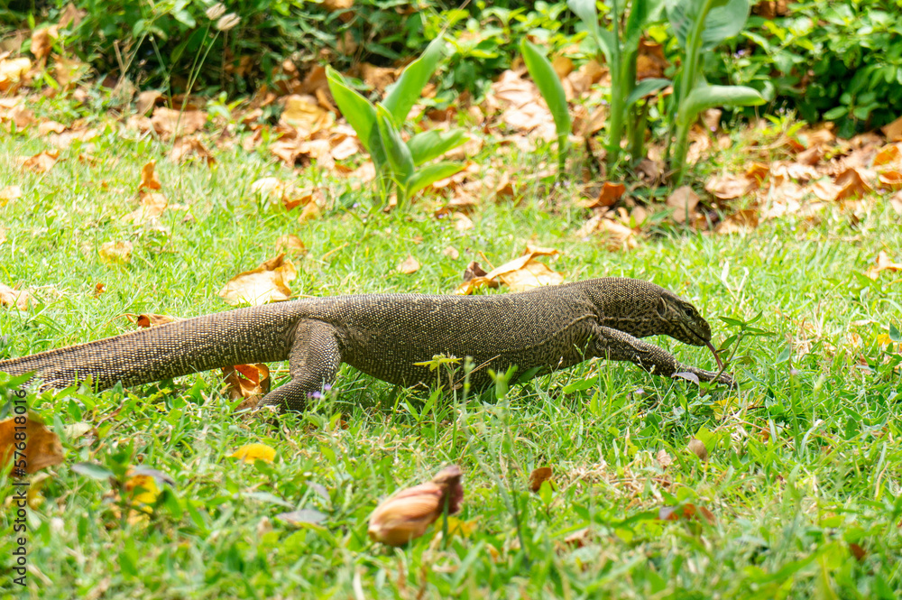 Lizard varan in the rainforest in Asia. Reptile close-up