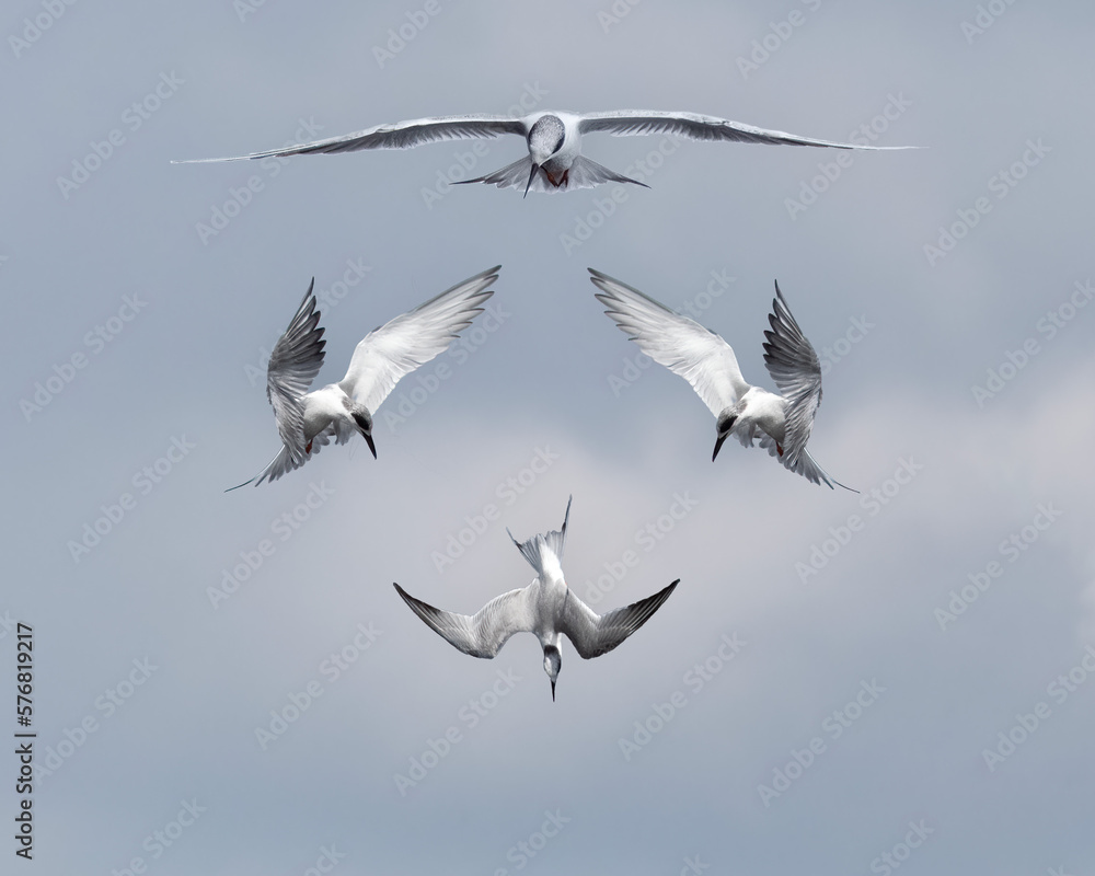 Fototapeta premium Forster's Terns Looking for Fish