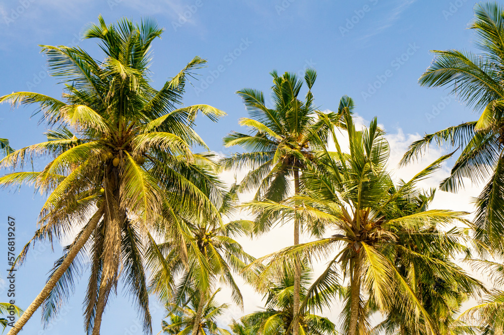Beautiful tropical palm trees in Asia