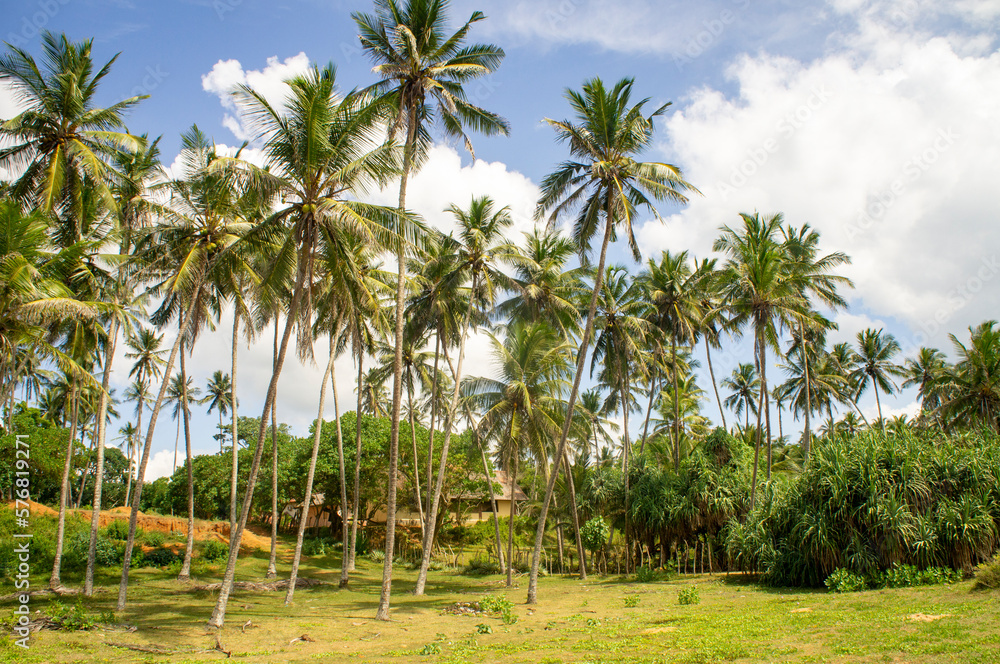 Beautiful tropical palm trees in Asia Beautiful tropical palm trees in Asia