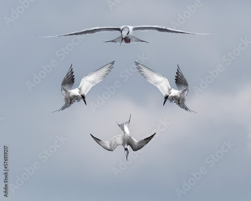 Forster's Terns Looking for Fish