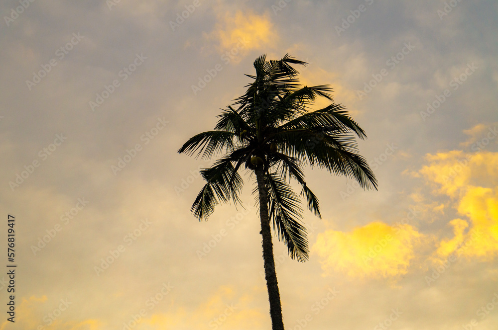 Beautiful silhouettes of tropical palm trees at sunset in Asia