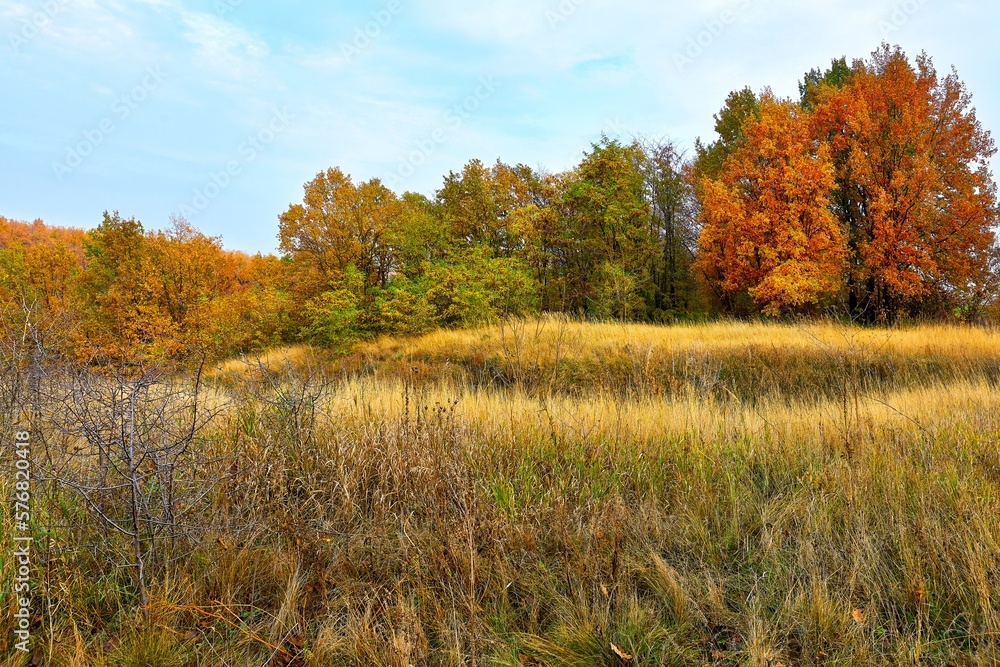 Autumn, beautiful landscape forest and field with dense grass. Autumn, beautiful landscape forest and field with dense grass.