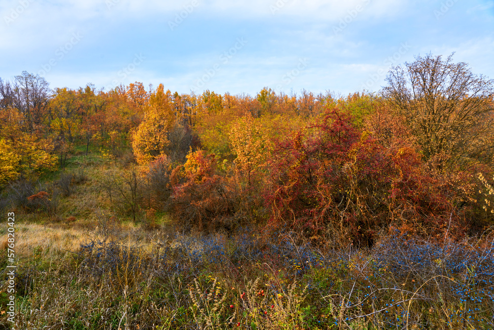 Fototapeta premium Autumn landscape, forest on the hills and thorn berries on the bushes.