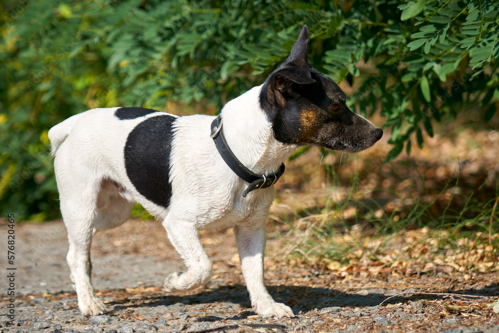 Jack Russell Terrier, hunting dog for a walk.