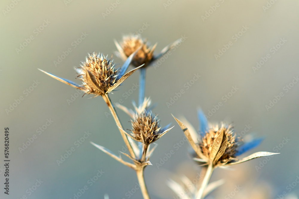 Dry thistle in the field close-up.