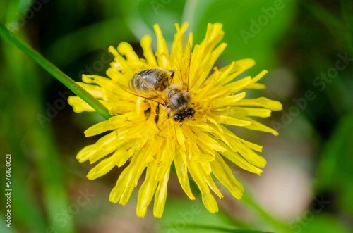 Bee makes honey on a flower.