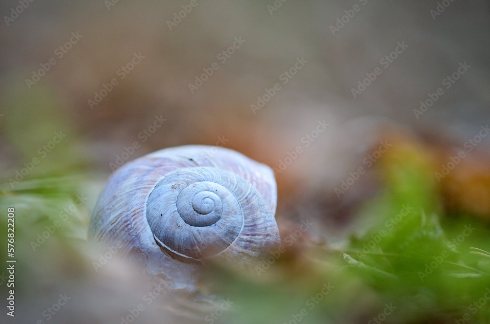 snail shell abandoned and empty in the leaves in spring. snail shell abandoned and empty in the leaves in spring.