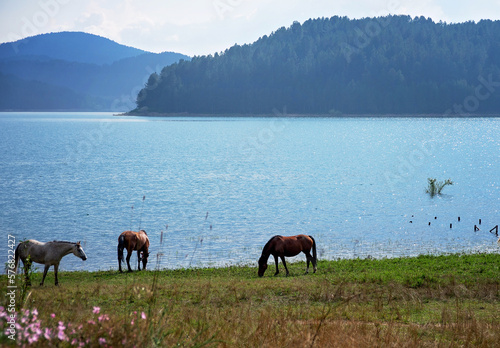 Cavalli al pascolo, sulla riva di un lago di montagna, in un giorno d estate