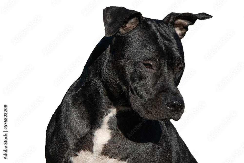 PNG photo of black dog torso portrait with transparent background. High-quality image captures the dog's sleek fur and expressive gaze