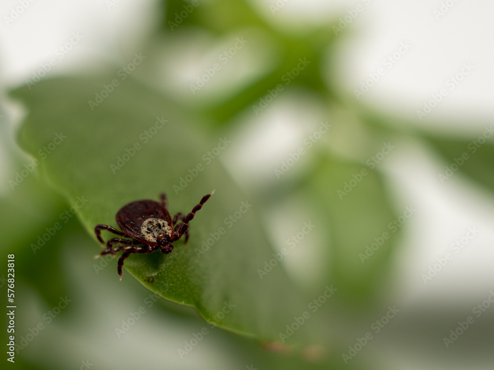 Infectious parasitic insect Dermacentor Dog Tick Arachnid on a green plant leaf. Insect.