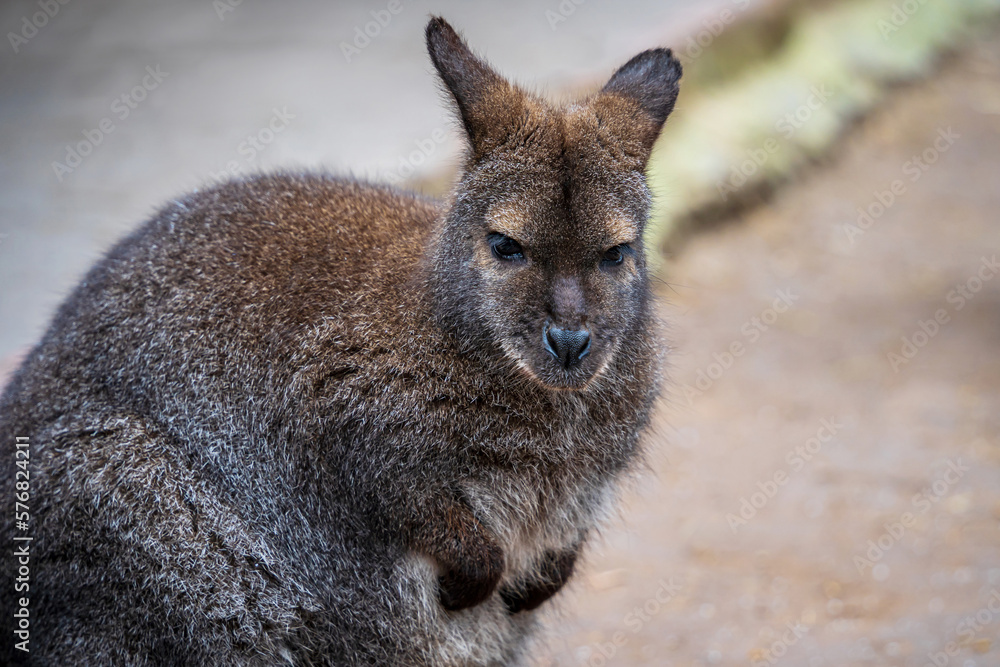 Naklejka premium Red-necked wallaby close-up. Portrait of a cute funny angry Bennett's wallaby or Macropus rufogriseus.