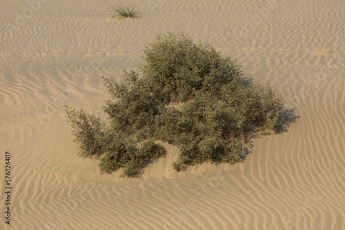 Plants and sand ripples in the Khor Al Adaid desert, Qatar