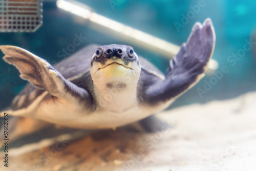Two-clawed or pig-nosed turtle Carettochelys insculpta swims underwater