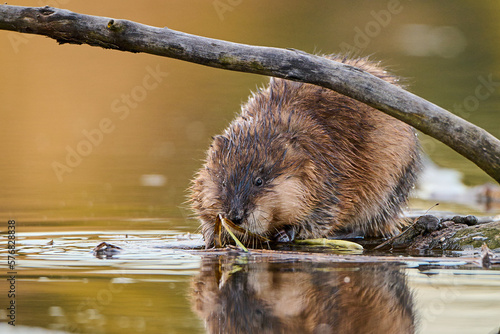 Muskrat perched on the trunk of a sunken tree.