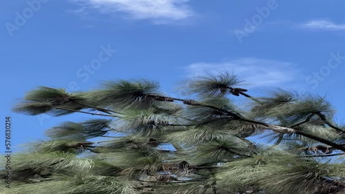 Pine cone tree against blue sky during windy day. Vertical Video.