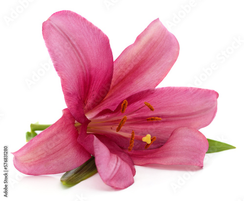 Pink lily with leaves.