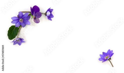 Flowers viola tricolor ( pansy ) and blue flowers hepatica ( liverleaf or liverwort ) on a white background with space for text. Top view, flat lay