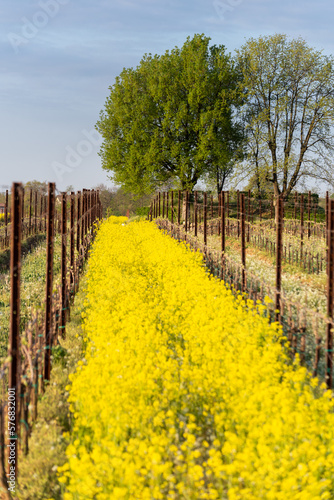 Spring Season in Francicaorta, brescia province in Lombardy district, Italy, Europe. photo