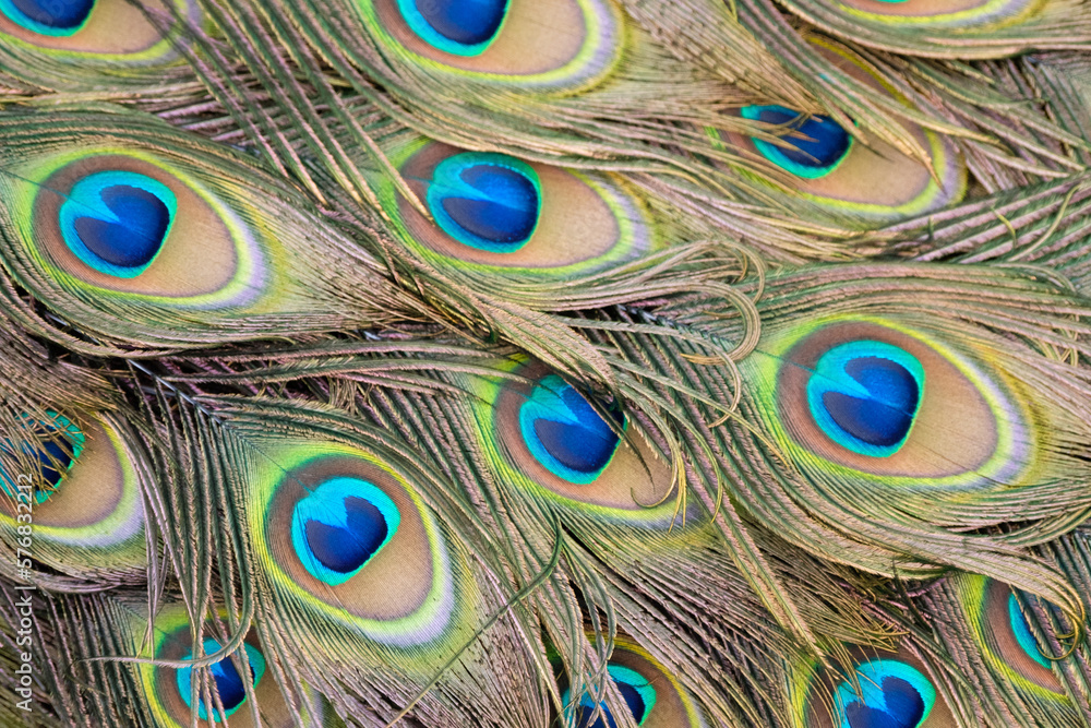 Obraz premium close up of beautiful peafowl feathers