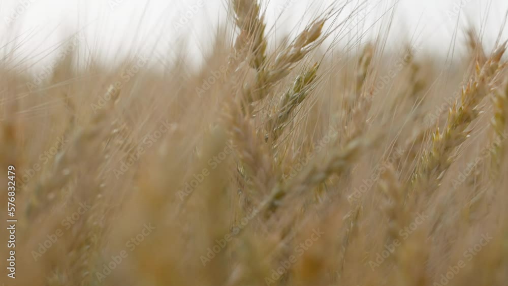 Wheat field, ears of wheat swaying from the gentle wind. Golden ears are slowly swaying in the wind close-up. View of ripening wheat field at summer day. Agriculture harvesting, agribusiness. 120 fps