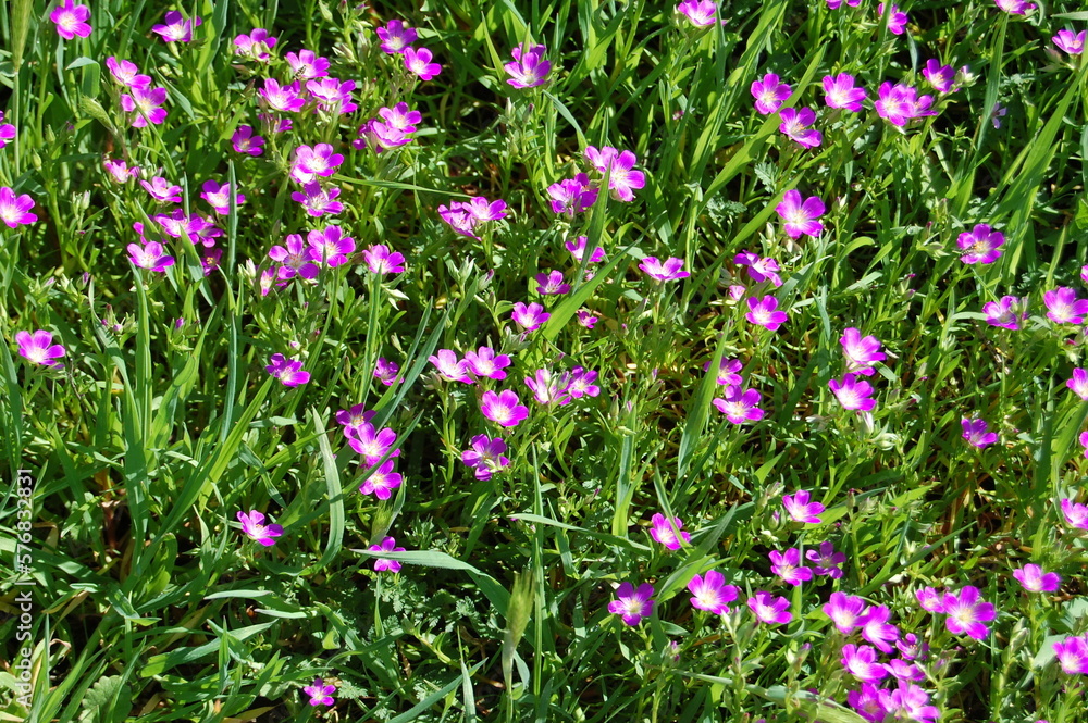 Fototapeta premium Fringed redmaids, calandrinia ciliata, growing wild in the Santa Monica Mountain wilderness, Ventura County, southern California.