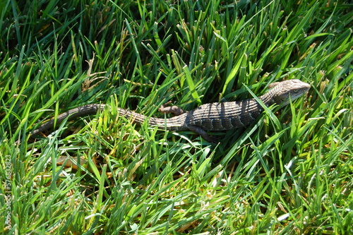 A southern alligator lizard crawling through the green grass in Ventura County, California.