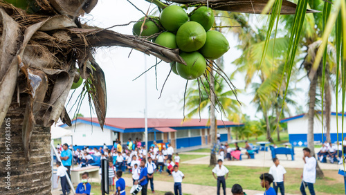 A close-up of a coconut plant dominates the foreground in a school in the caribbean