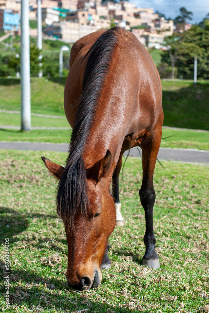 Obraz premium caballo 