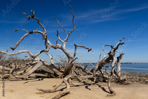 Beautiful driftwood and trees seen during a sunny day on Jekyll Island   s Driftwood Beach  Golden Islands  Georgia  USA