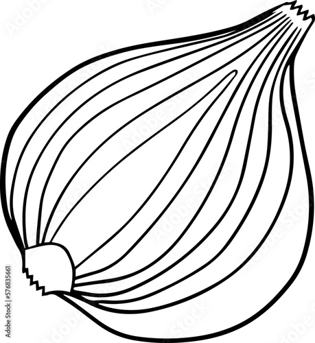 Illustration of a onion in a hand-drawn style.