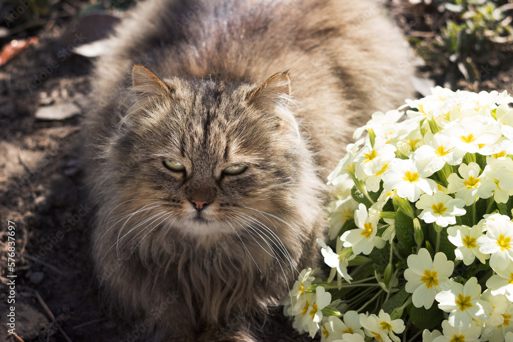 A fluffy cat rests on a lawn with yellow primrose flowers. Early spring background, concept