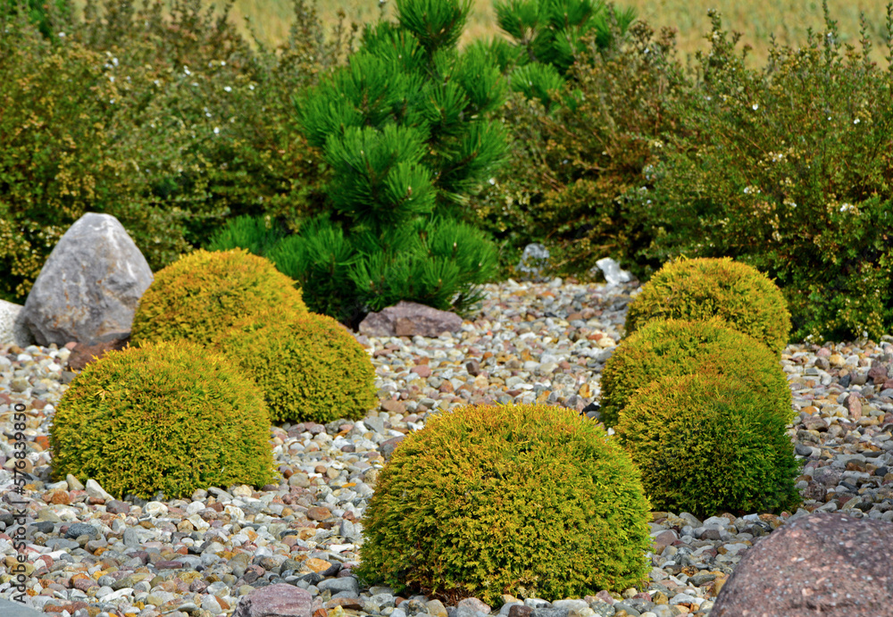 Tuja Golden Globe w żwirowym ogrodzie, żwirowa rabata z iglakami, żółta tuja kulista na rabacie (Thuja occidentalis), pebbles bed, Coniferous bushes in a flower bed in garden are covered with pebbles #576839850 -