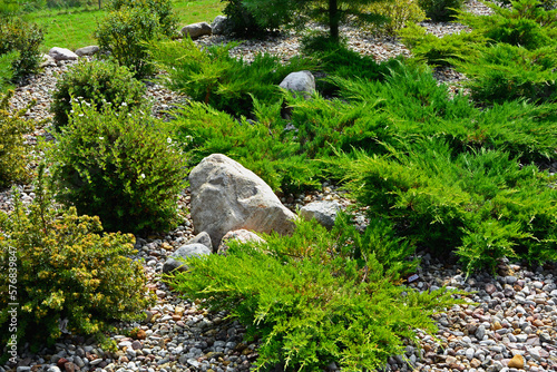 jałowce i pięciorniki na ogrodowej rabacie, (Potentilla, Juniperus), iglaki na rabacie, Coniferous bushes in a flower bed, flower bed with stones and coniferous plants