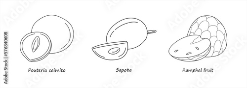 Set of hand drawing fruits Pouteria caimito, Sapota, Ramphal isolated on white background. Line art organic fruits icon. Linear healthy fruits collection. Vector illustration