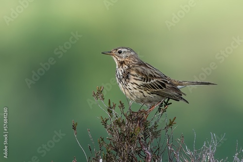 Meadow pipit /Anthus pratensis © mark
