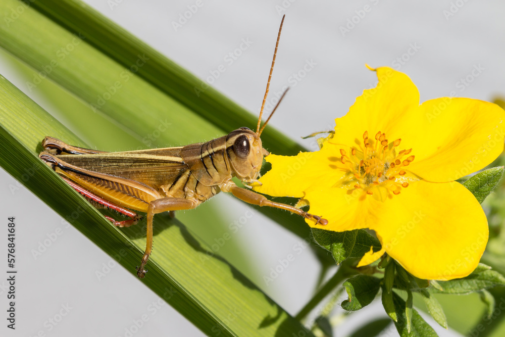 Fototapeta premium Grasshopper eating a yellow flower on a sunny day with neutral background