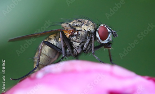 Close up of a fly standing on a rose on a bright sunny days with blurred green background photo