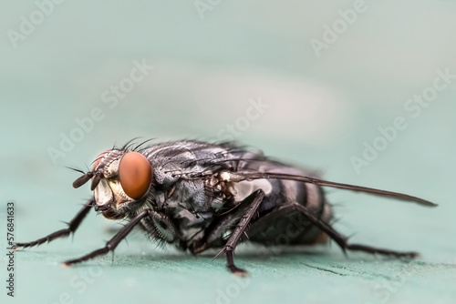 Close up of a fly on a bright sunny days with blurred green background