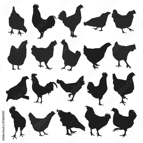 Set cock, cockerel, rooster, chicken, hen, chick, position standing, poultry silhouettes hand drawn, isolated vector