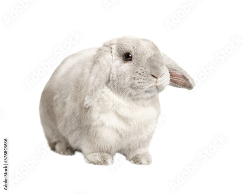 Gray fold rabbit isolate, sitting