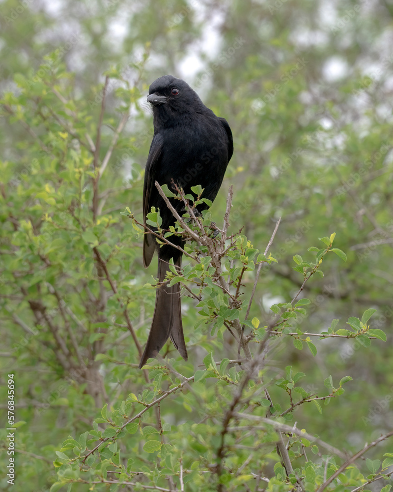A Fork-tailed Drongo perched in a Bush in South Africa A Fork-tailed Drongo perched in a Bush in South Africa
