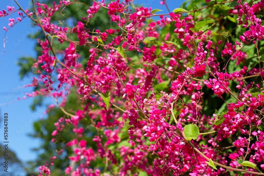 Mexican creeper, Chain of love, Coral vine. Pink flower Mexican creeper, Chain of love, Coral vine. Pink flower