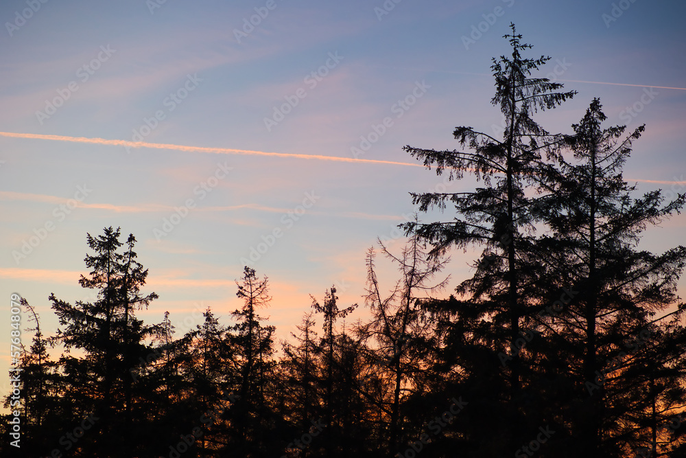 Fototapeta premium Sunset in Scandinavian forest in winter