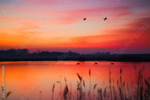 Swans fly through sunset at lake in winter